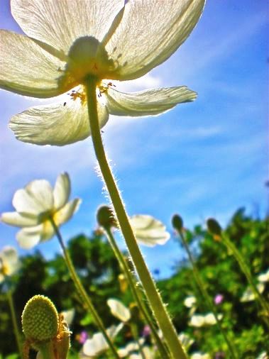 Sun-Whiteflowers.jpg